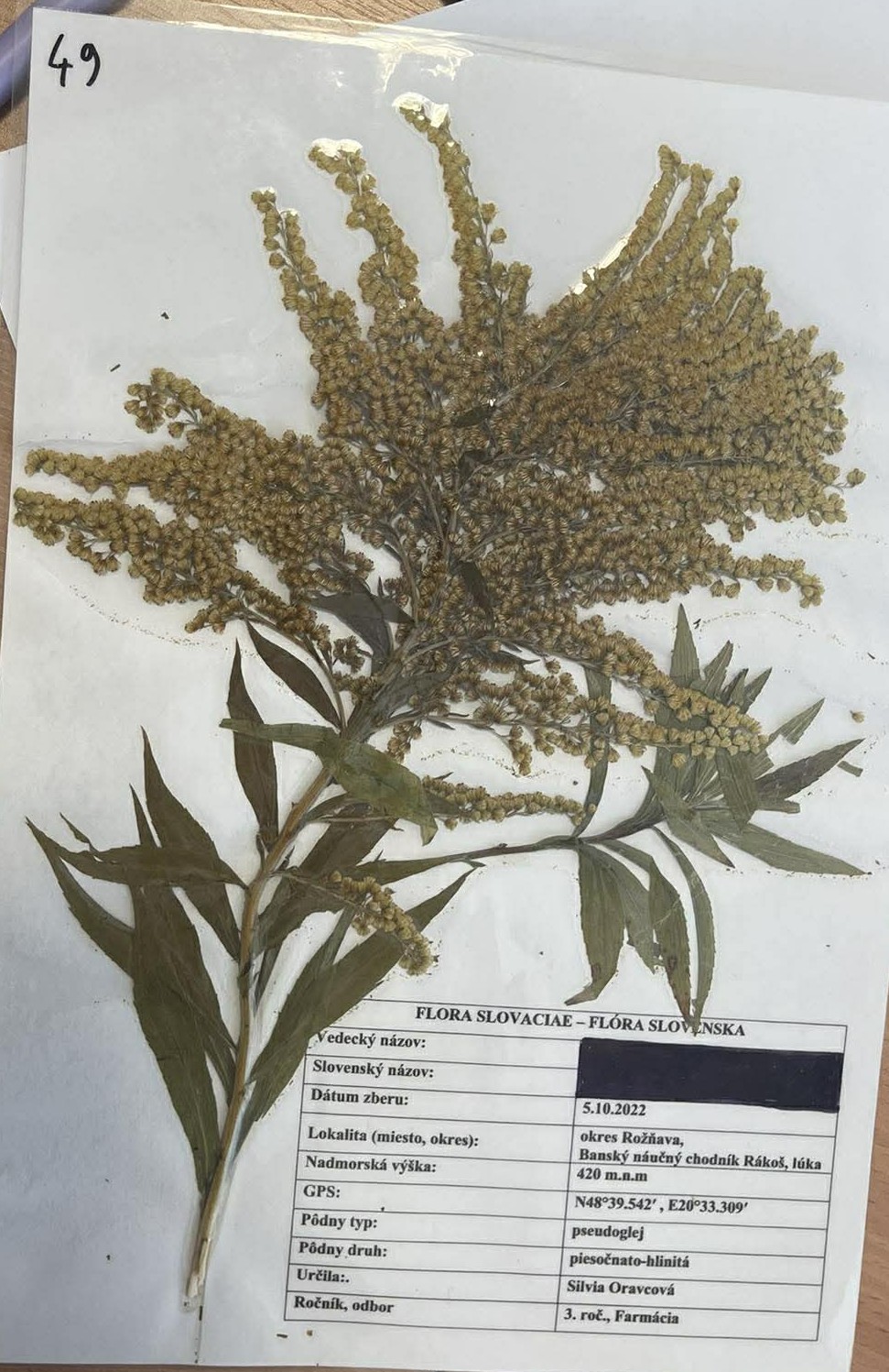 Rastlina Solidago gigantea